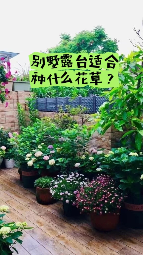 别墅露台种什么花草比较适合?藤本月季，九重葛、万寿菊，绿萝、巴西木等