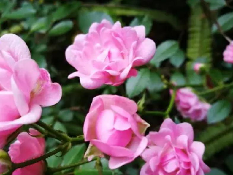 别墅庭院汀步周围适合推荐种植的植物有哪些?紫丁香，樱花，杜鹃花及蔷薇